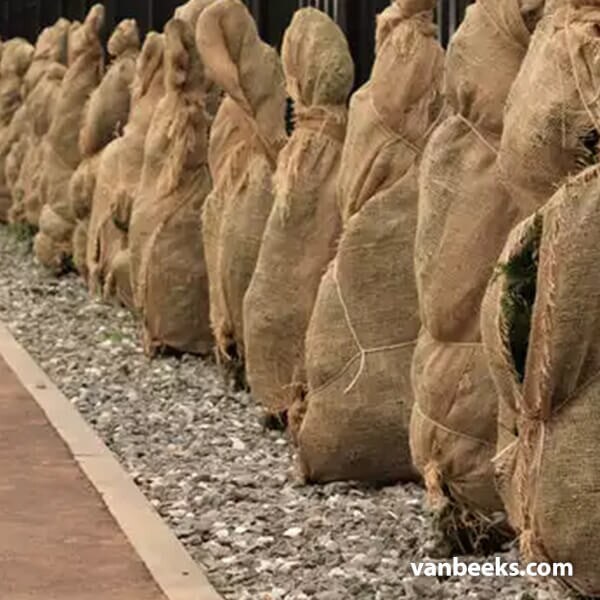 Jute Burlap